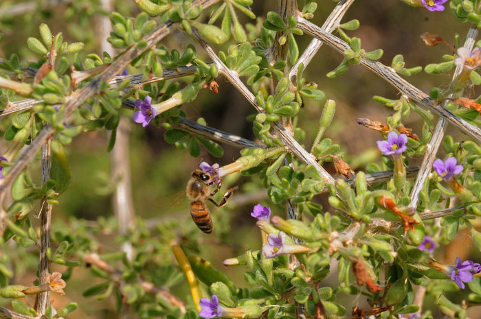 Fremont's Thornbush provides nectar for native honey bees. The dense shrubs also provide protection for ground birds and small mammals. Lycium fremontii Fremont's Thornbush provides nectar for native honey bees. The dense shrubs also provide protection for ground birds and small mammals. Lycium fremontii